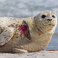 Gewone zeehond (Phoca vitulina) gewond door schroef van boot